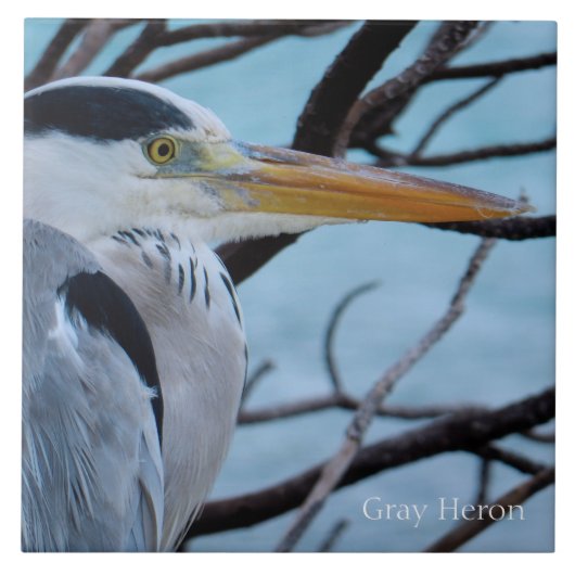 Gray Heron Tegeltje (Voorkant)
