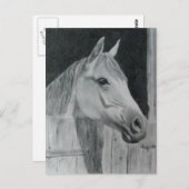 Gray Horse Briefkaart (Voorkant / Achterkant)