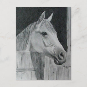 Gray Horse Briefkaart