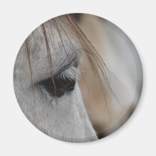Gray Horse Eye Magneet