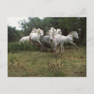 Gray Horse Herd Briefkaart