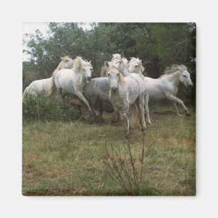 Gray Horse Herd Magneet