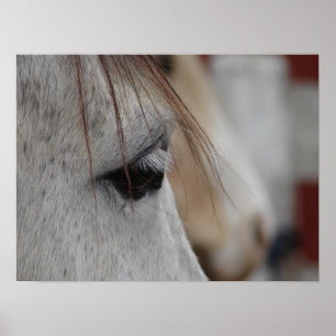 Gray Horse Poster