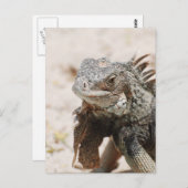 Gray Iguana Briefkaart (Voorkant / Achterkant)