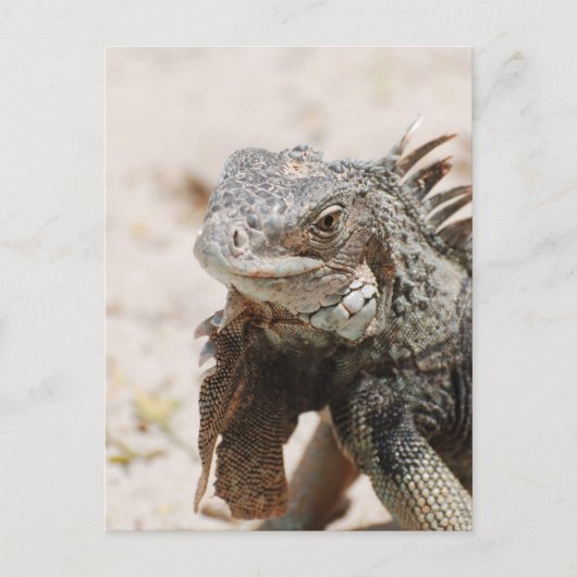 Gray Iguana Briefkaart (Voorkant)