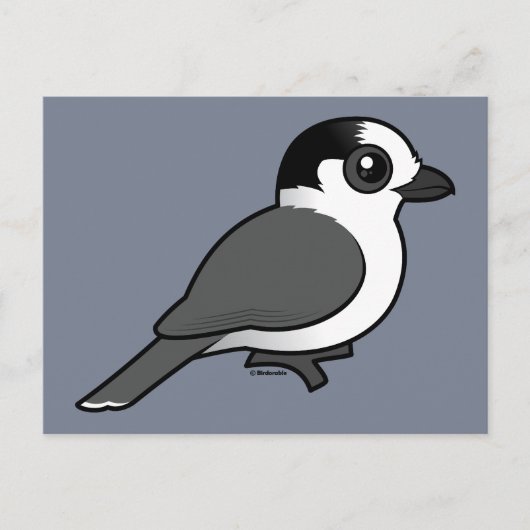 Gray Jay Briefkaart (Voorkant)