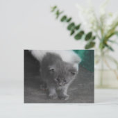 Gray Kitten Briefkaart (Staand voorkant)