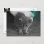 Gray Kitten Briefkaart (Voorkant / Achterkant)