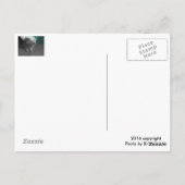 Gray Kitten Briefkaart (Achterkant)