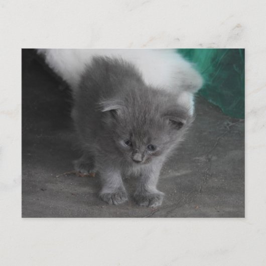 Gray Kitten Briefkaart (Voorkant)