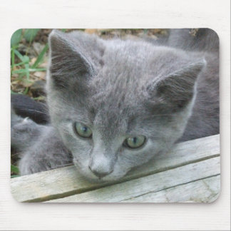 Gray Kitten Mousepad Muismat