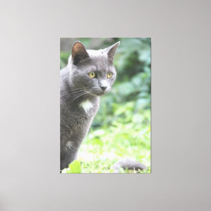 Gray Kitty Cat Canvas Afdruk