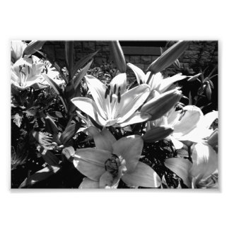 Gray Lilies Foto Afdruk