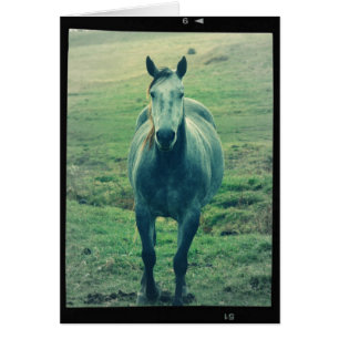 Gray Mare