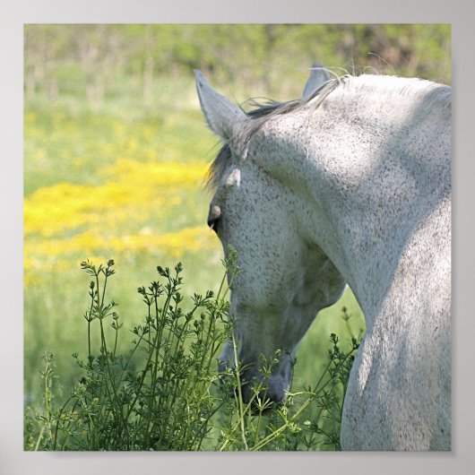 Gray Mare en Wildbloemen Poster van mooie paarden (Voorkant)