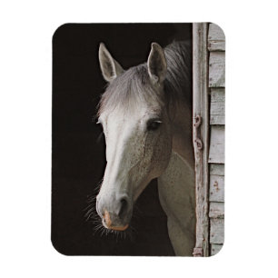 Gray Mare Magnet de cheval magnifique