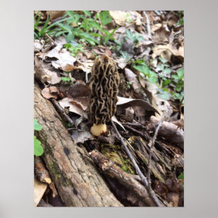 Gray Morel Poster