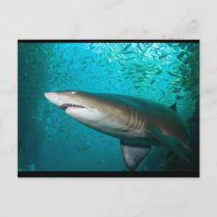Gray Nurse Shark Briefkaart