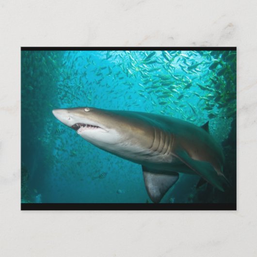 Gray Nurse Shark Briefkaart (Voorkant)