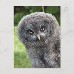GRAY OWL BRIEFKAART