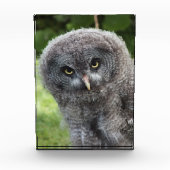 GRAY OWL FOTOBLOKKEN (Voorkant)