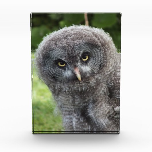 GRAY OWL FOTOBLOKKEN (Voorkant)