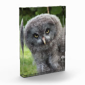 GRAY OWL FOTOBLOKKEN (Links)