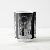 GRAY PACK WOLF Wildlife Gift Mugs (Centre)
