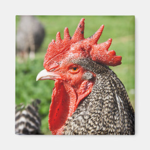 Gray Rooster fotografie Magneet