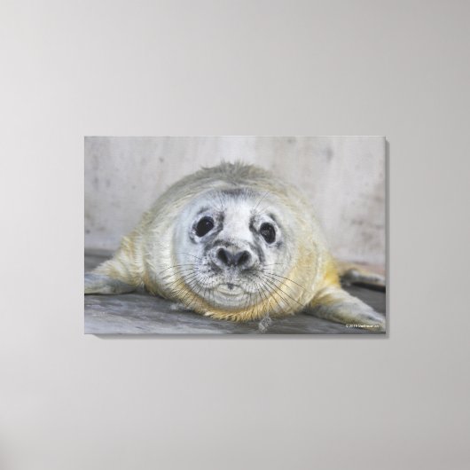 Gray Seal Pup Canvas Afdruk (Voorkant)