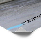 Gray Seal Pup Poster (Hoek)