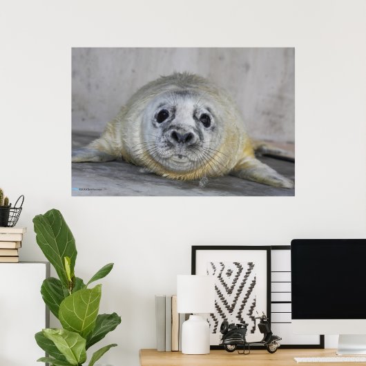 Gray Seal Pup Poster (Thuiskantoor)