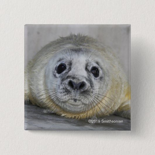Gray Seal Pup Vierkante Button 5,1 Cm (Voorkant)