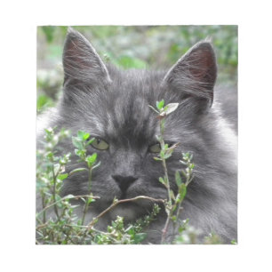 Gray Siberian Kitten Notitieblok