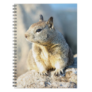 Gray squirrel, Monterey Bay, Californië Notitieboek
