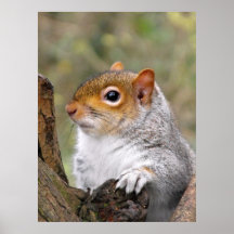 Gray Squirrel portret