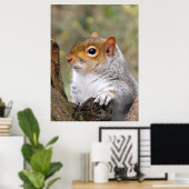 Gray Squirrel portret Poster (Thuiskantoor)