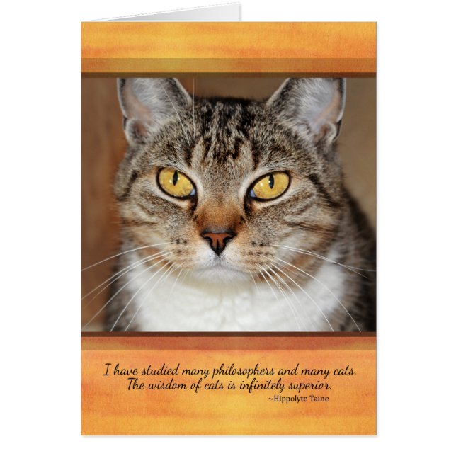 Gray Tabby Cat (Voorkant)