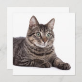 Gray Tabby Cat Aankondiging (Voorkant / Achterkant)