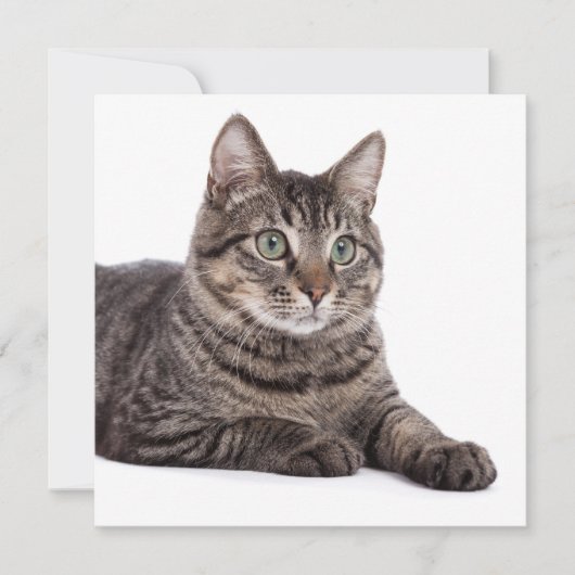 Gray Tabby Cat Aankondiging (Voorkant)