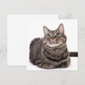 Gray Tabby Cat Aankondiging (Voorkant / Achterkant)