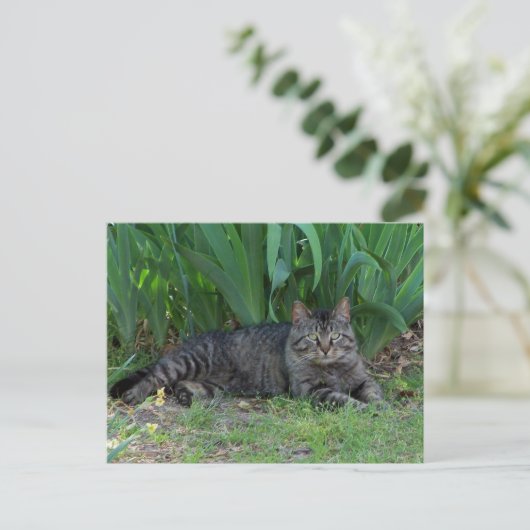 Gray Tabby Cat door Irises Briefkaart (Staand voorkant)