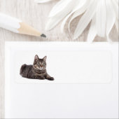 Gray Tabby Cat Etiket (Insitu)