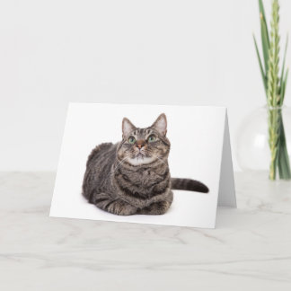 Gray Tabby Cat Kaart