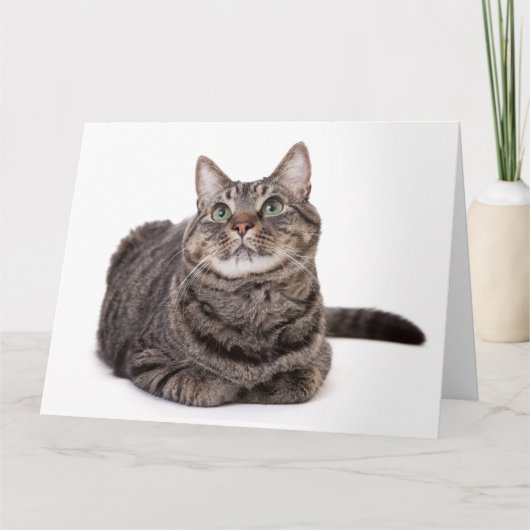 Gray Tabby Cat Kaart (Voorkant)