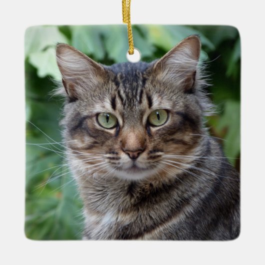 Gray Tabby Cat Keramisch Ornament (Voorkant)