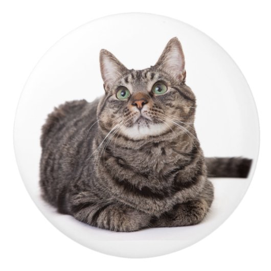 Gray Tabby Cat Keramische Knop (Voorkant)