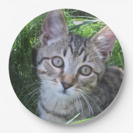 Gray Tabby Cat Papieren Bordje