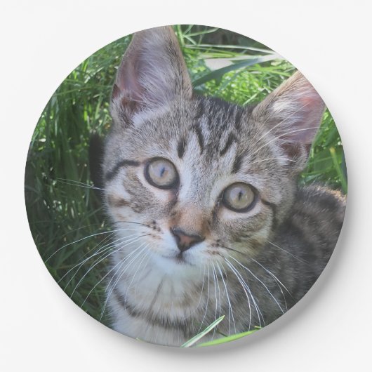 Gray Tabby Cat Papieren Bordje (Voorkant)
