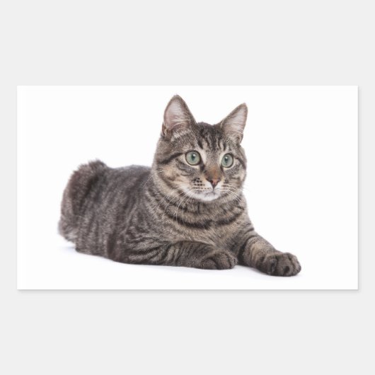 Gray Tabby Cat Rechthoekige Sticker (Voorkant)